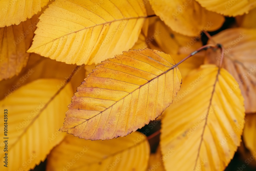 Poster golden leaves clustered on a tree branch, glowing in bright sunlight, capture the essence of autumn 