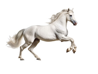Obraz premium A white horse is galloping isolated on transparent background