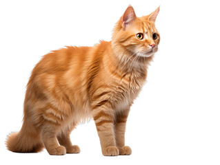 Obraz premium An Orange Cat isolated on transparent background