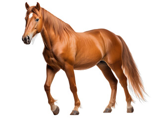 Fototapeta premium Australian Stock Horse Mustang isolated on transparent background