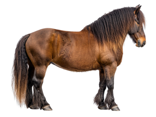 Belgian Draft Horse Rear View isolated on transparent background