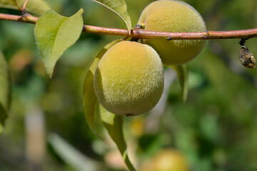 Peach tree branch with fruit