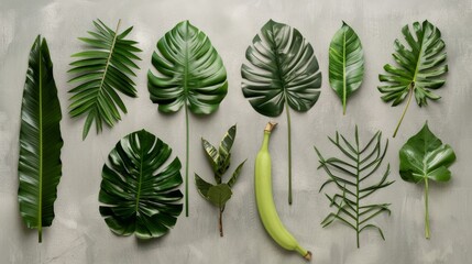 An array of lush, green tropical leaves arranged neatly display the beauty of nature with their varied shapes and sizes.