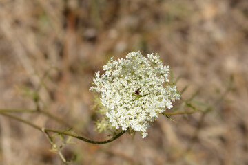 Wild carrot flower