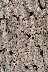 Italian stone pine bark detail