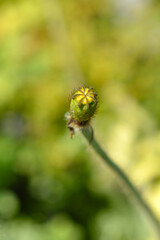 Iceland poppy seed pod