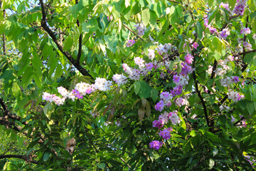 Very beautiful tabebuya flowers bloom in spring