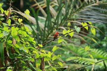 Red bird in the rainforest