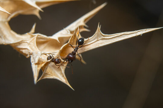 Close-up of ants navigating spiky terrain