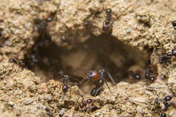 Macro of Ants at Work around Anthill Entrance