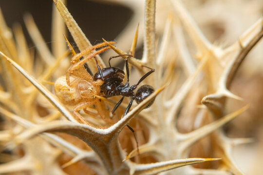 Macro capture of ant and spider on thorny plant