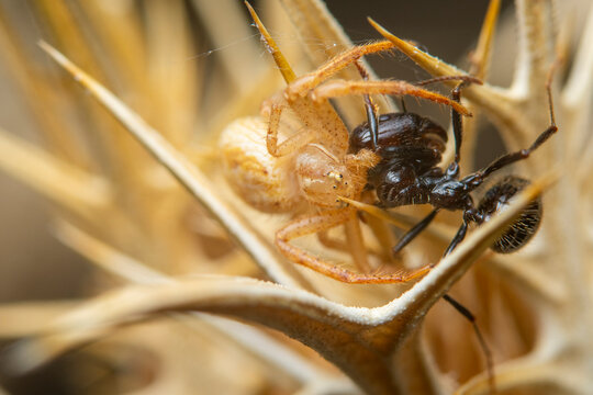 Macro shot of spider capturing ant in natural habitat