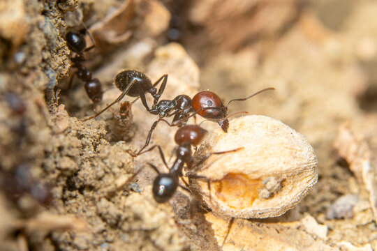 Close-up of ants working together in nature