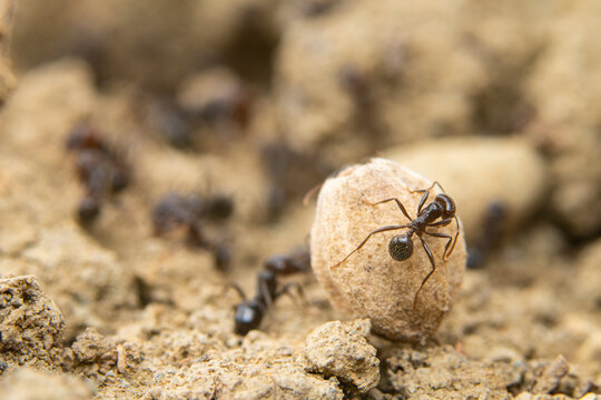 Ants working together in a macro nature scene
