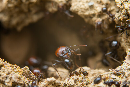 Ant colony activity close-up within their natural habitat