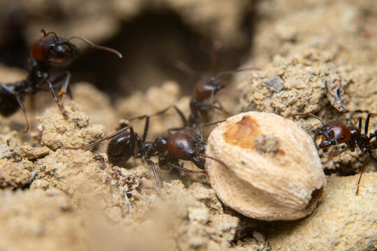 Close-up of ants working together on soil