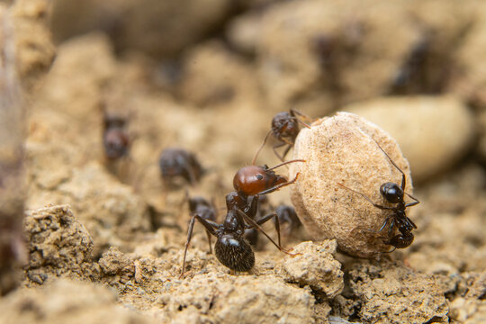 Team of ants working together to move a pebble