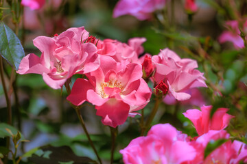 新緑の季節　五月の薔薇