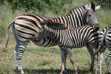 Foal (baby zebra) trying to feed from its mother, zebra