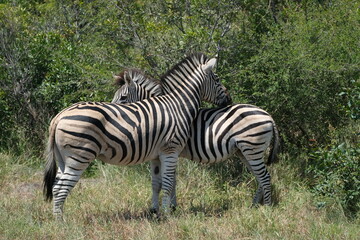Zebras hugging each other standing in grass surrounded by greenery
