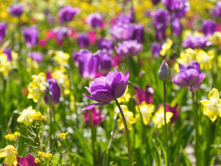 Colorful flowers meadow. Purple and yellow tulip field. Flowers landscape. Purple and yellow tulip flowers. Spring background. Spring flowers meadow. Greeting card, invitation. Spring tulips garden. 