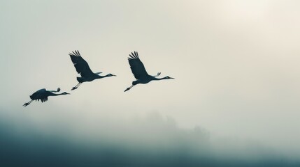 Fototapeta premium Three cranes in flight through a misty, tranquil marshland, creating an ethereal and peaceful scene.