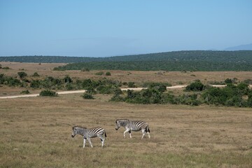 Fototapeta premium Two zebras walking in a national park, dirt road in the back and blue sky