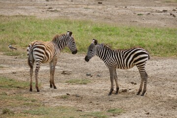 Two foals, baby zebras, standing in the grass across from each other