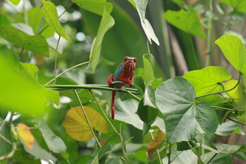 Leguan in the rainforest between the leaves