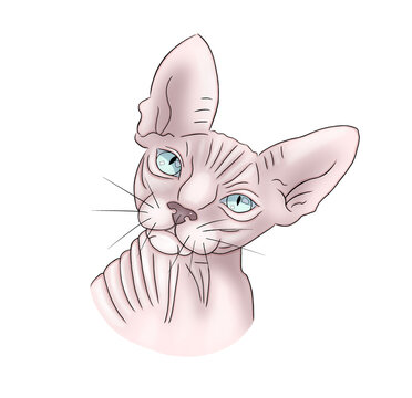 recommend clip art: Canadian Sphynx Cat . Portrait.