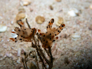 Scuba dive on Koh Lipe, see deep sea animals, see the mountains and the latest information.