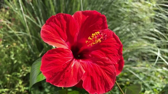 Rose of Sharon