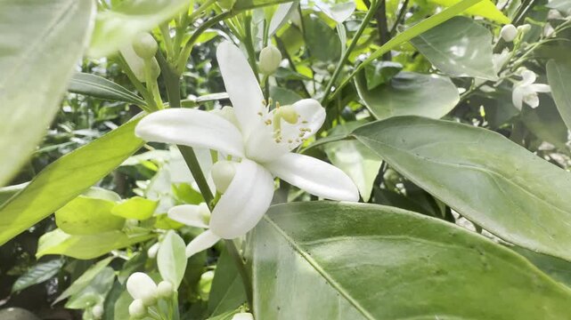 Orangenbluete, Citrus sinensis