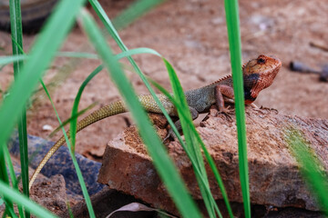 Fototapeta premium red chameleon lizard with a black neck in the tropics