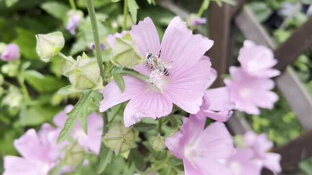 Prairie mallow, Sidalcea oregana