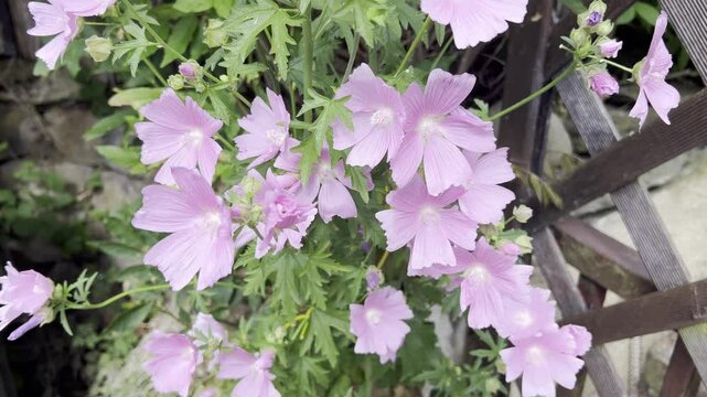 Prairie mallow, Sidalcea oregana