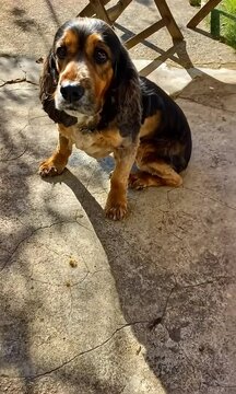 Vieille chienne cocker spaniel qui tremble apr&egrave;s une tonte de ses poils pour l&rsquo;&eacute;t&eacute;