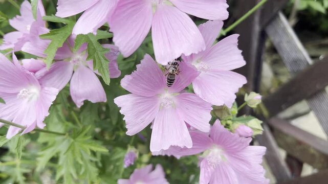 Prairie mallow, Sidalcea oregana