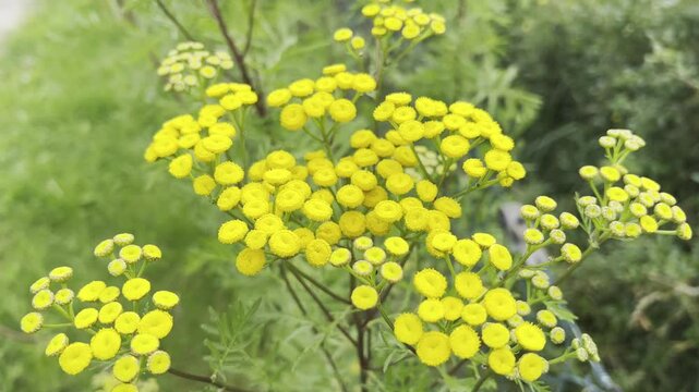 tansy, Tanecetum vulgare