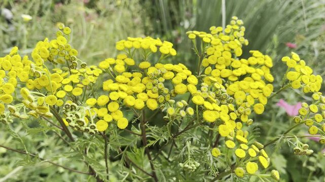 tansy, Tanecetum vulgare