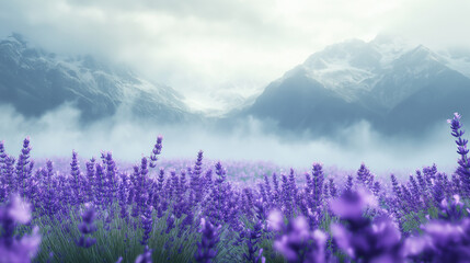 Fototapeta premium A misty mountain valley blanketed in fields of the soft purple flowers swaying in the breeze, with snow-capped peaks