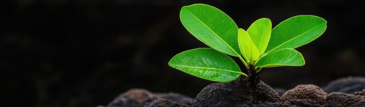 Mangrove forest creating organic matter through leaf litter, enriching coastal ecosystems, mangrove forest, organic enrichment