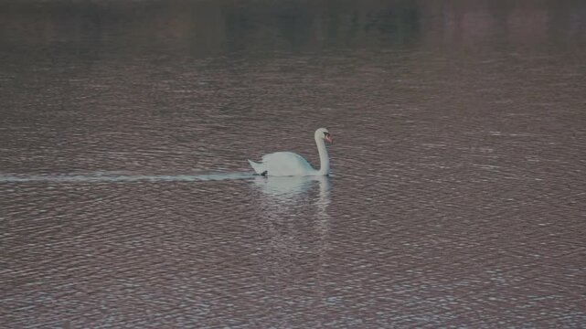 Swan, the largest extant members of the waterfowl family