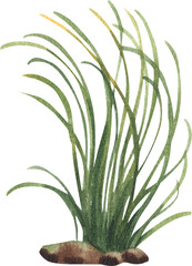 Cryptocoryne Balansae plant with stone, hand-drawn watercolor painting illustration