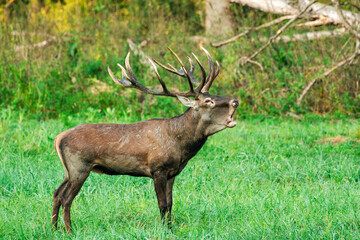 Majestic stag with antlers standing in a grassy field