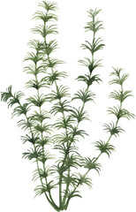 Green Cabomba, Aquarium Plants, hand-drawn watercolor painting illustration