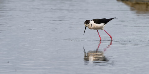 Échasse blanche - Himantopus himantopus - oiseaux échassiers - limicoles - Recurvirostridae
