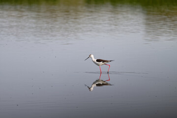 Échasse blanche - Himantopus himantopus - oiseaux échassiers - limicoles - Recurvirostridae
