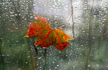 A Leaf on a window during a rainy day in fall.