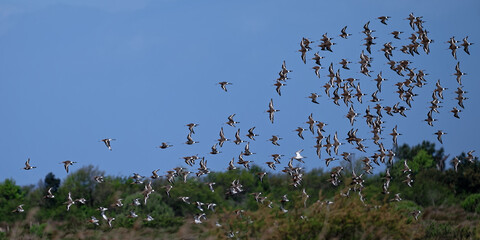 bécasseau sanderling - Calidris alba - limicoles - Scolopacidae
